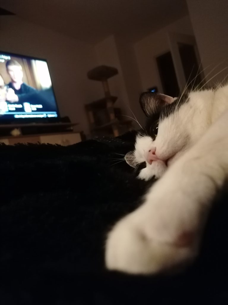 Katze schläft, im Hintegrund Fernseher
