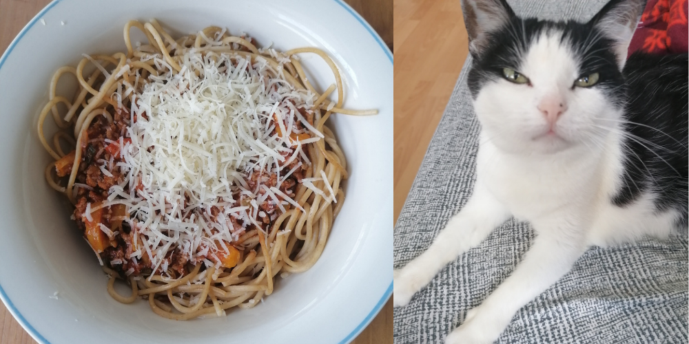 Links ein Teller mit Spaghetti Bolognese udn Grana. Rechts eine hungrid drein schauende Katze auf dem Soa neben dem Tisch.