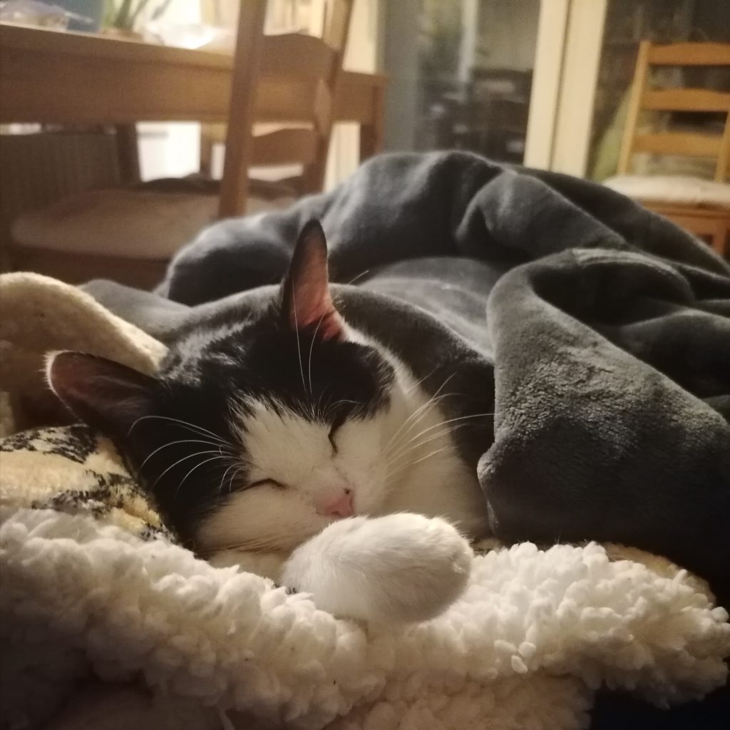 Katze in Kuscheldecke, schlafend.